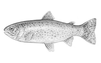 FISH DISH