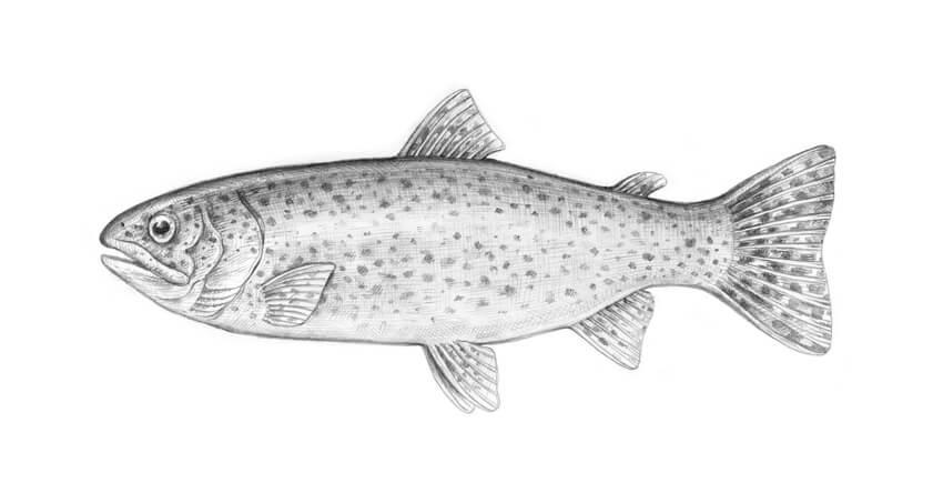 FISH DISH